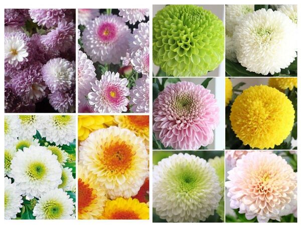 菊苗10本