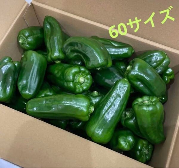 減農薬 ピーマン 60サイズ