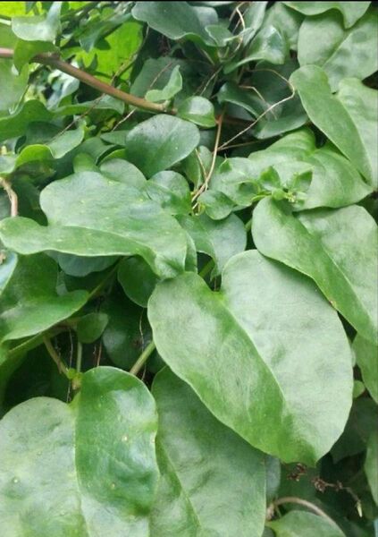 朝採れ オカワカメ 完全無農薬 愛知産
