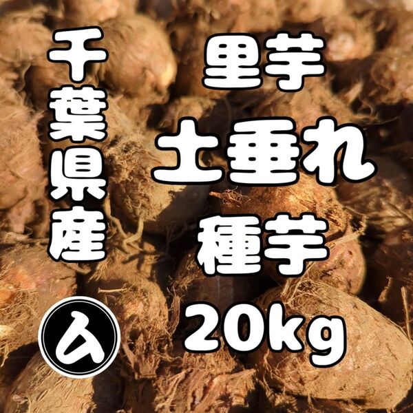 千葉県産 土垂れ 里芋 種芋 Sサイズ 20kg