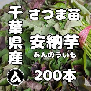 千葉県産 さつまいも 苗 安納芋 200本