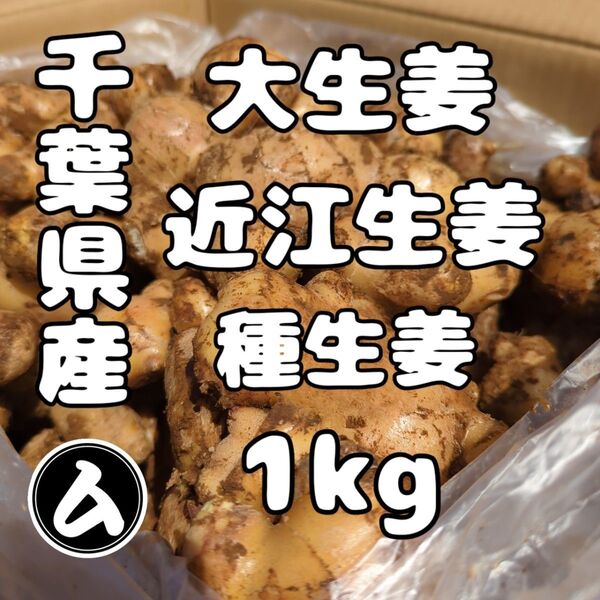 千葉県産 近江生姜 種生姜 1kg 大生姜