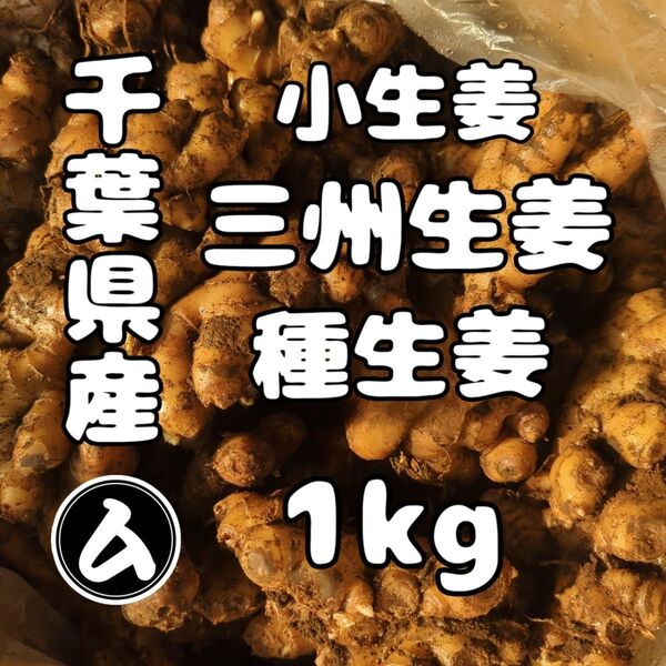 千葉県産 三州生姜 種生姜 1kg 小生姜