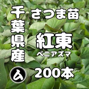 千葉県産 さつまいも 苗 紅あずま 200本
