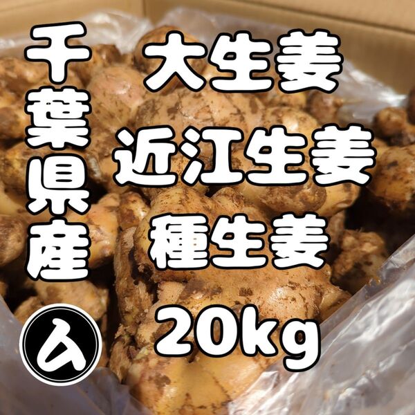 千葉県産 近江生姜 種生姜 20kg 大生姜
