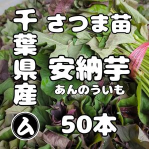 千葉県産 さつまいも 苗 安納芋 50本