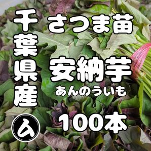 千葉県産 さつまいも 苗 安納芋 100本