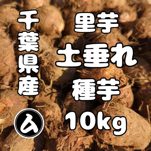 千葉県産 土垂れ 里芋 種芋 Sサイズ 10kg