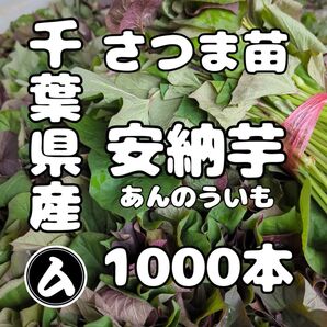 千葉県産 さつまいも 苗 安納芋 1000本