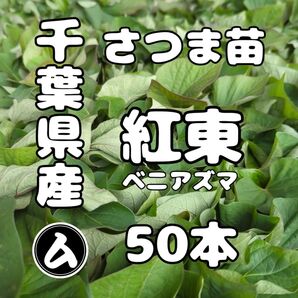 千葉県産 さつまいも 苗 紅あずま 50本
