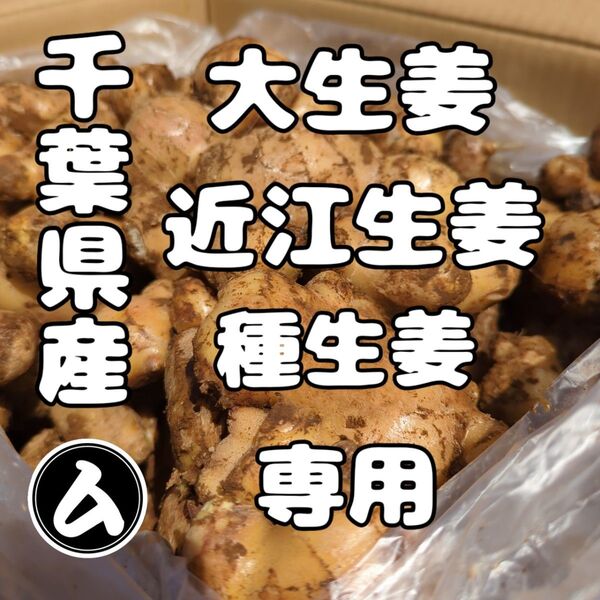 千葉県産 近江生姜 種生姜 セット