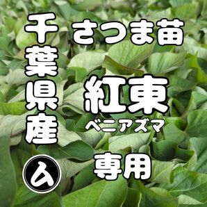 専用 千葉県産 さつまいも 苗 紅あずま 550本