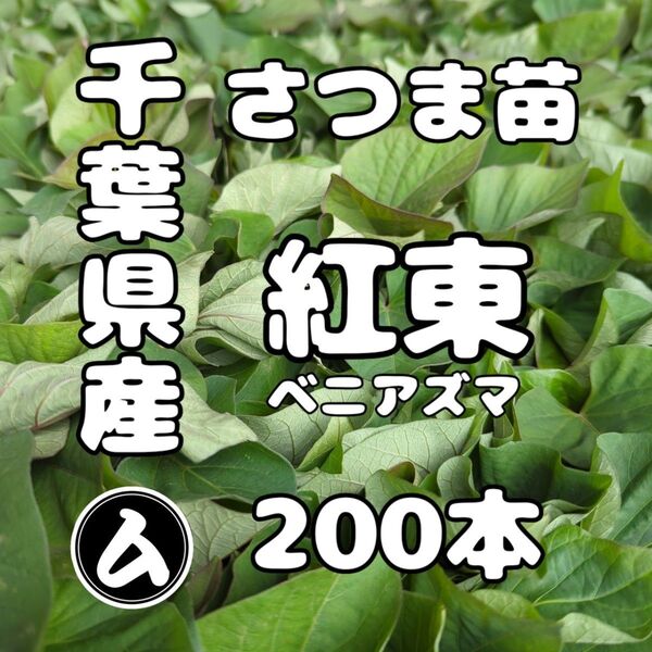 千葉県産 さつまいも 苗 紅あずま 200本