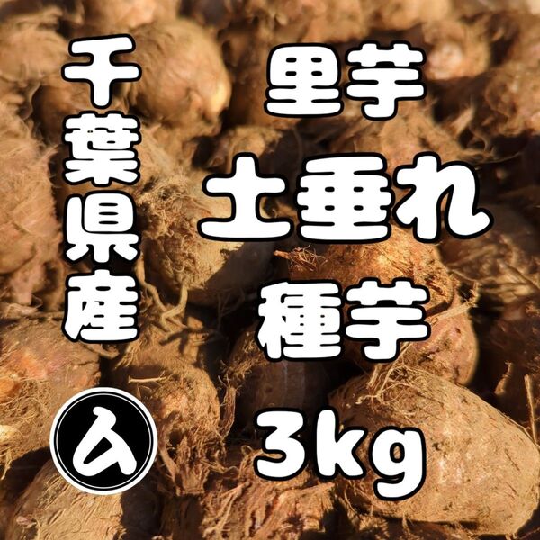 千葉県産 土垂れ 里芋 種芋 Sサイズ 3kg