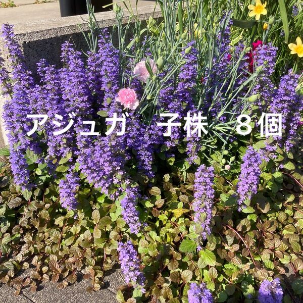 アジュガ 子株 発根済み 8個
