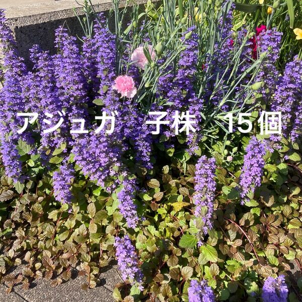 アジュガ 子株 発根済み 15個