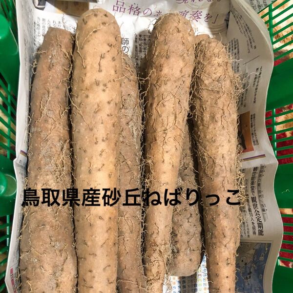 鳥取県産砂丘ねばりっこ3キロ