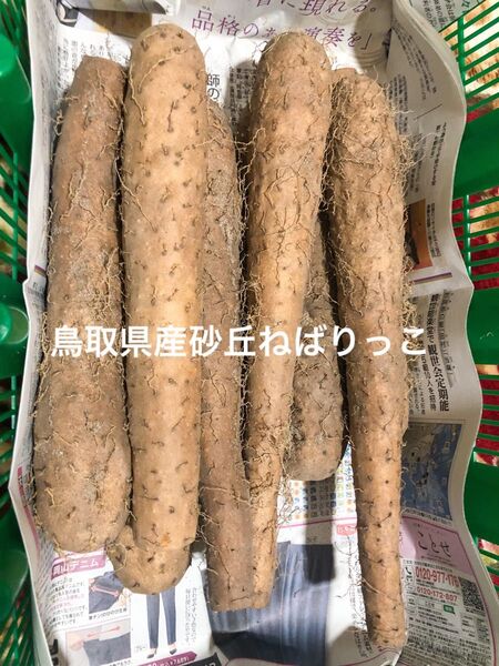 鳥取県産砂丘ねばりっこ3キロ