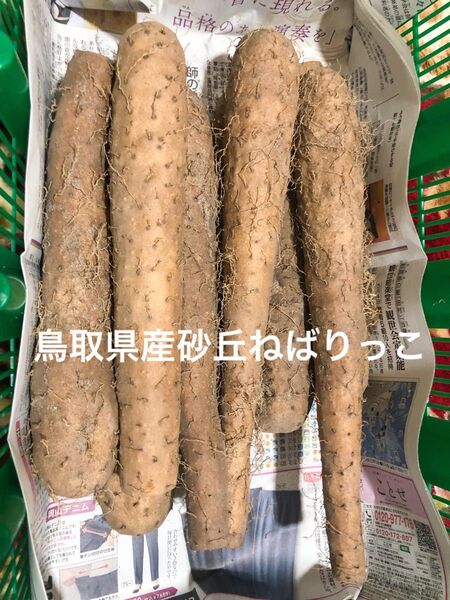 鳥取県産砂丘ねばりっこ5キロ