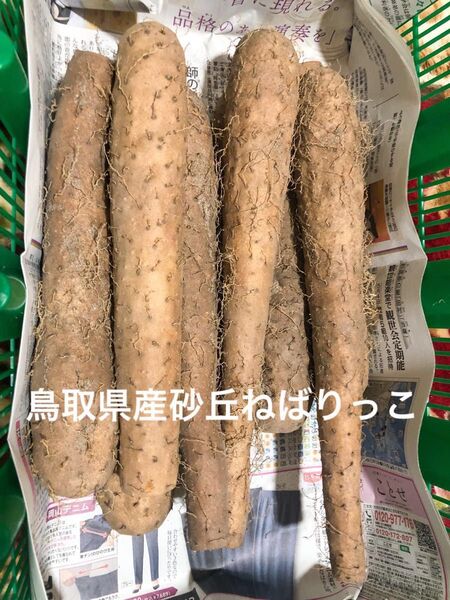 鳥取県産砂丘ねばりっこ5キロ