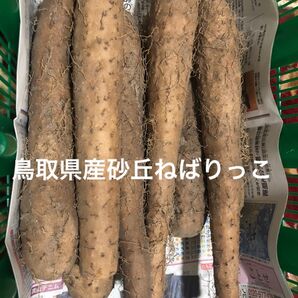 鳥取県産砂丘ねばりっこ5キロ