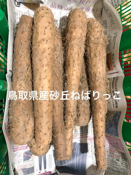 鳥取県産砂丘ねばりっこ5キロ