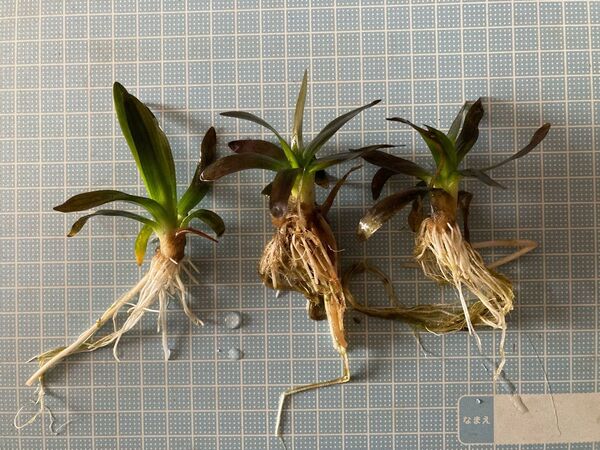 ナガバオモダカ(お任せ抜き苗)1set 3株での出品になります。