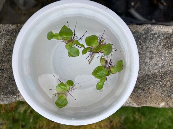 姫ホテイアオイ(子株)1セット4株での出品になります。 屋外栽培 小さめ 浮草 メダカの産卵床に 国産