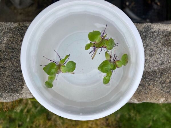 姫布袋草・姫ホテイアオイ(子株)1set 3株での出品になります。 無農薬 屋外栽培 小さめ 浮草 メダカの産卵床に