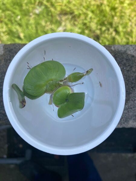 布袋草・ホテイアオイ 一株での出品になります。 メダカの産卵床に 浮草 小さめ 無農薬 浮葉植物 屋外栽培