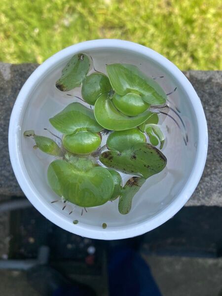 ホテイアオイ・布袋草(子株)1セットお任せ2株での出品になります。 メダカの産卵床に 無農薬 屋外栽培 国産 浮草