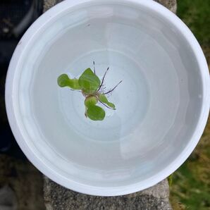 姫ホテイアオイ・姫布袋草(子株)1株での出品になります。 国産 屋外栽培 浮草 小さめ