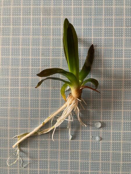 ナガバオモダカ(おまかせ抜き苗)1株での出品になります。