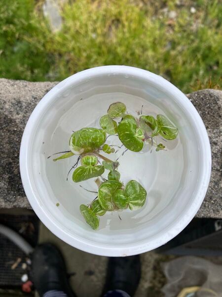 斑ホテイアオイ・斑布袋草(お任せ)1set 3株での出品になります。 屋外栽培 浮草 メダカの産卵床に 無農薬 国産 浮葉植物