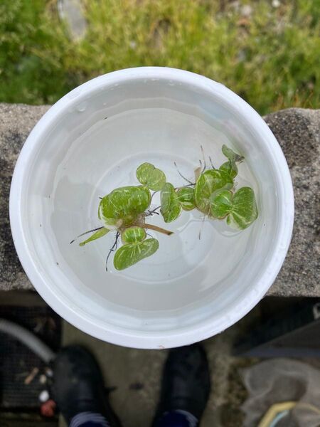 斑布袋草・斑ホテイアオイ(お任せ)1set2株での出品になります。 国産 無農薬 屋外栽培 メダカの産卵床に 浮草