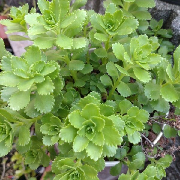 多肉植物 キリンソウ 5カット苗 挿し芽で増えます 黄色の花咲きます