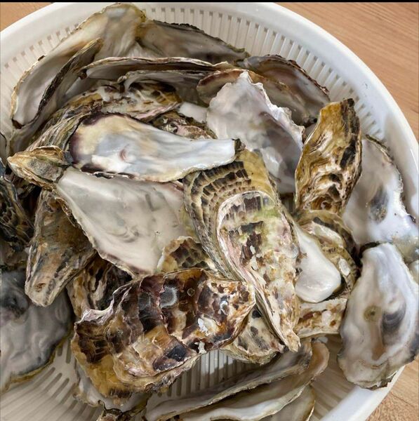 牡蠣 殻 水質浄化・PH調整