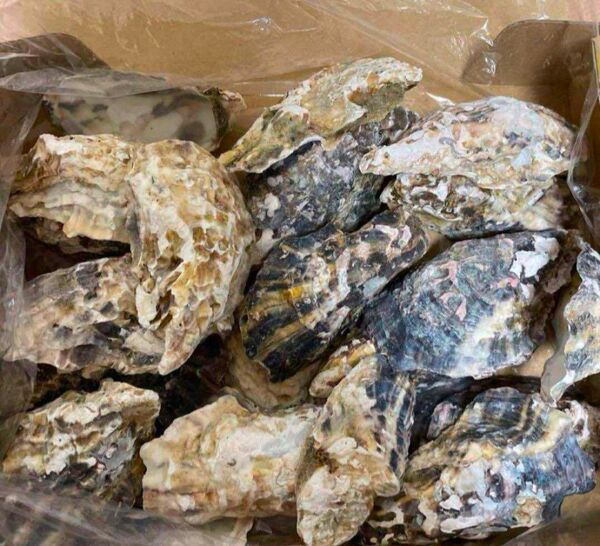 牡蠣 殻 水質浄化・PH調整