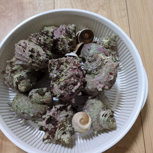 サザエ殻 貝殻 蓋