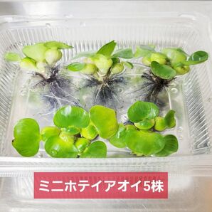 ミニホテイアオイ5株