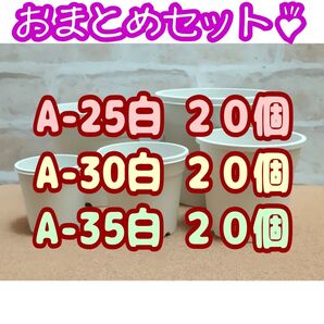 プラ鉢 60個 おまとめセット!【A-25・A-30・A-35 各20個】2.5号・3号・3.5号鉢 相当 プレステラ 多肉植物