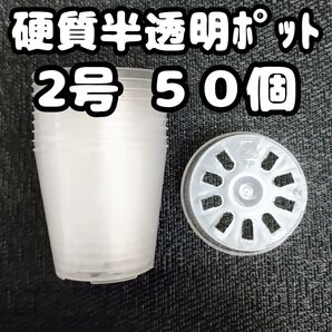 プラ鉢 硬質半透明ポリポット 2号 6cm 50個 多肉植物 プレステラ