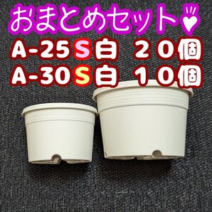 プラ鉢30個おまとめセット♪【A-25S×20個・30S×10個】2.5号・3号鉢 相当 プレステラ多肉植物
