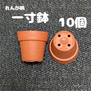 一寸鉢 10個セット 1号鉢 1号ポット 1号プラ鉢 プレステラ