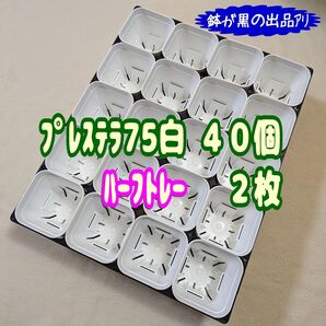 《プレステラ75白40個+ハーフトレー2枚》プラ鉢 スリット鉢 多肉植物
