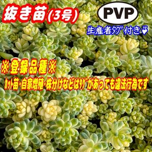 《要:画像確認》斑入りタイトゴメ【抜き苗】3号もりもり♪ 多肉植物 セダム 紅葉 プレステラ プラ鉢