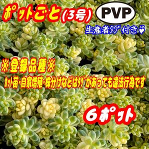 《要:画像確認》斑入りタイトゴメ【ポットごと×6】3号もりもり♪ 多肉植物 セダム 紅葉 プレステラ プラ鉢