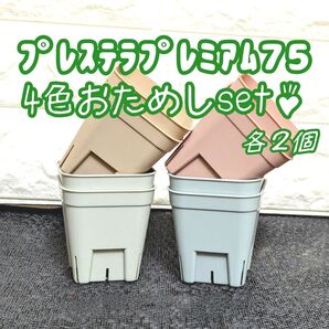 プレステラプレミアム75おためしset♪4色各2個 多肉植物プラ鉢スリット鉢