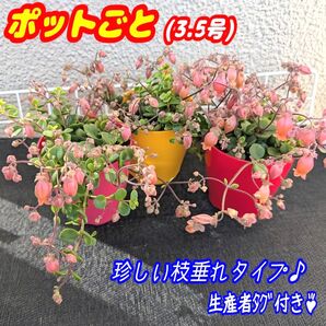 レア♪フィフィ【ポットごと】3.5号モリモリ♪ カランコエ 多肉植物 プラ鉢 プレステラ (抜き苗でも出品中♪)