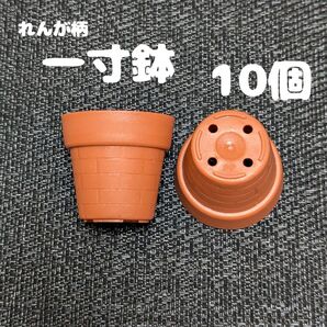 一寸鉢 10個セット 1号鉢 1号ポット 1号プラ鉢 プレステラ